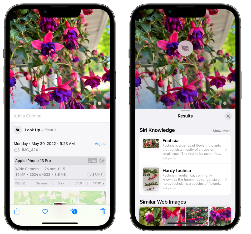 巴彦苹果手机维修分享小技巧：使用 iPhone 相机识别花卉植物 